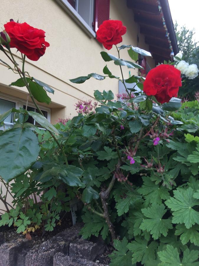 Mona'S Sleep & Go Bed & Breakfast Buren  Exterior foto